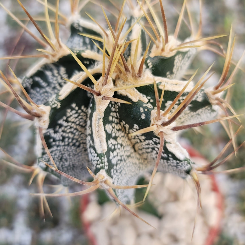 Grafted Astrophytum ornatum