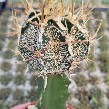 Buy Astrophytum ornatum Grafted | Rare Cactus | Planet Desert