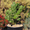 Austrocylindropuntia subulata monstrose &