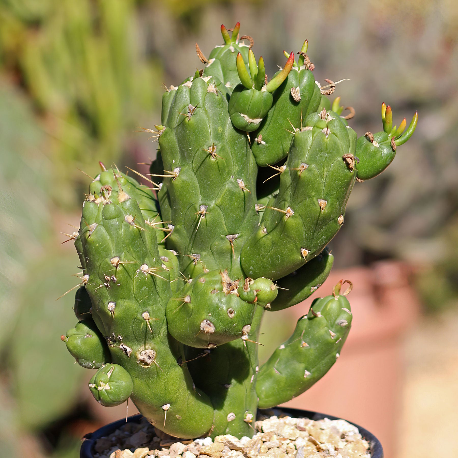 gumby succulent Austrocylindropuntia subulata monstrose 'Gumby' 1 Gal