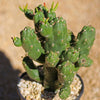 Austrocylindropuntia subulata monstrose &