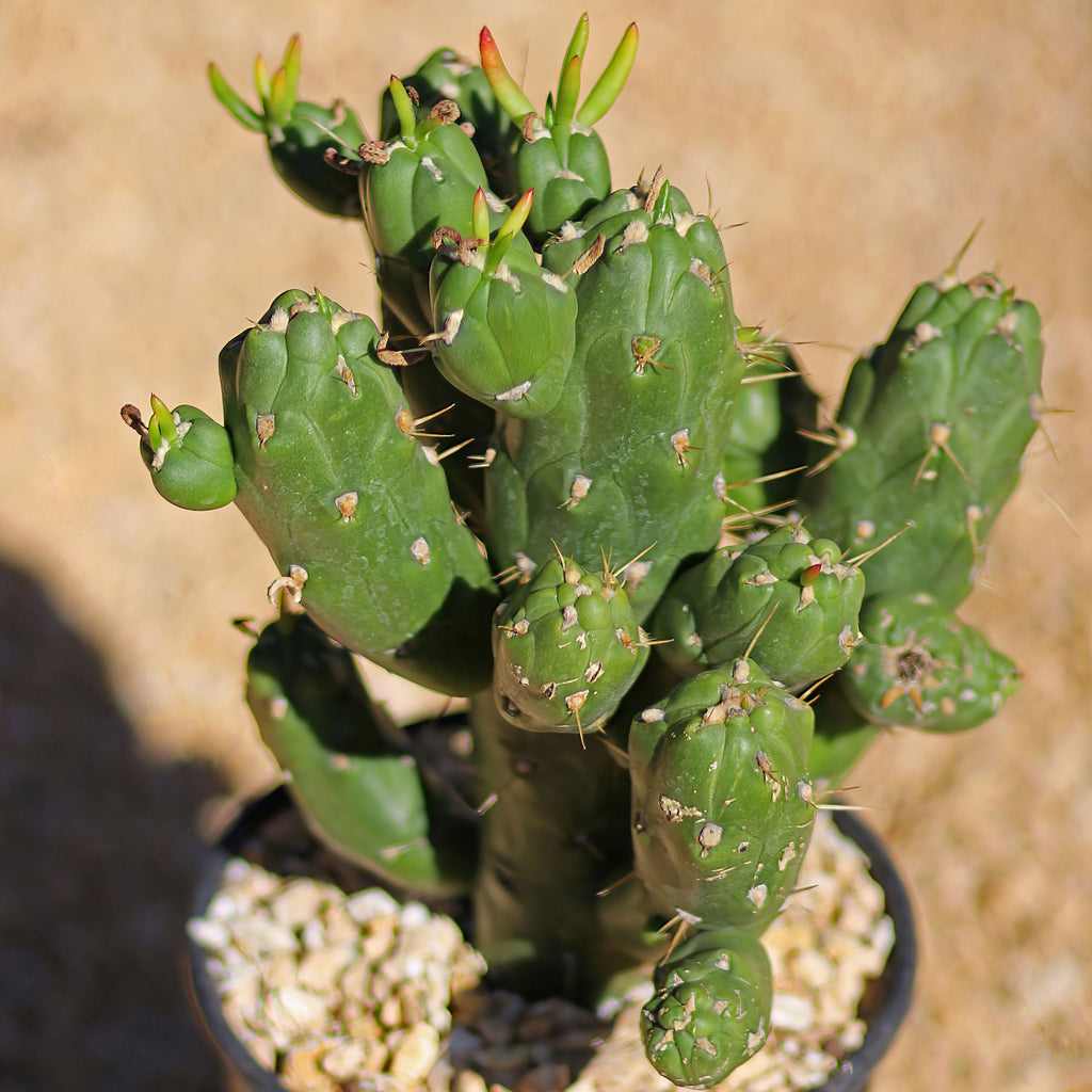 Austrocylindropuntia subulata monstrose &