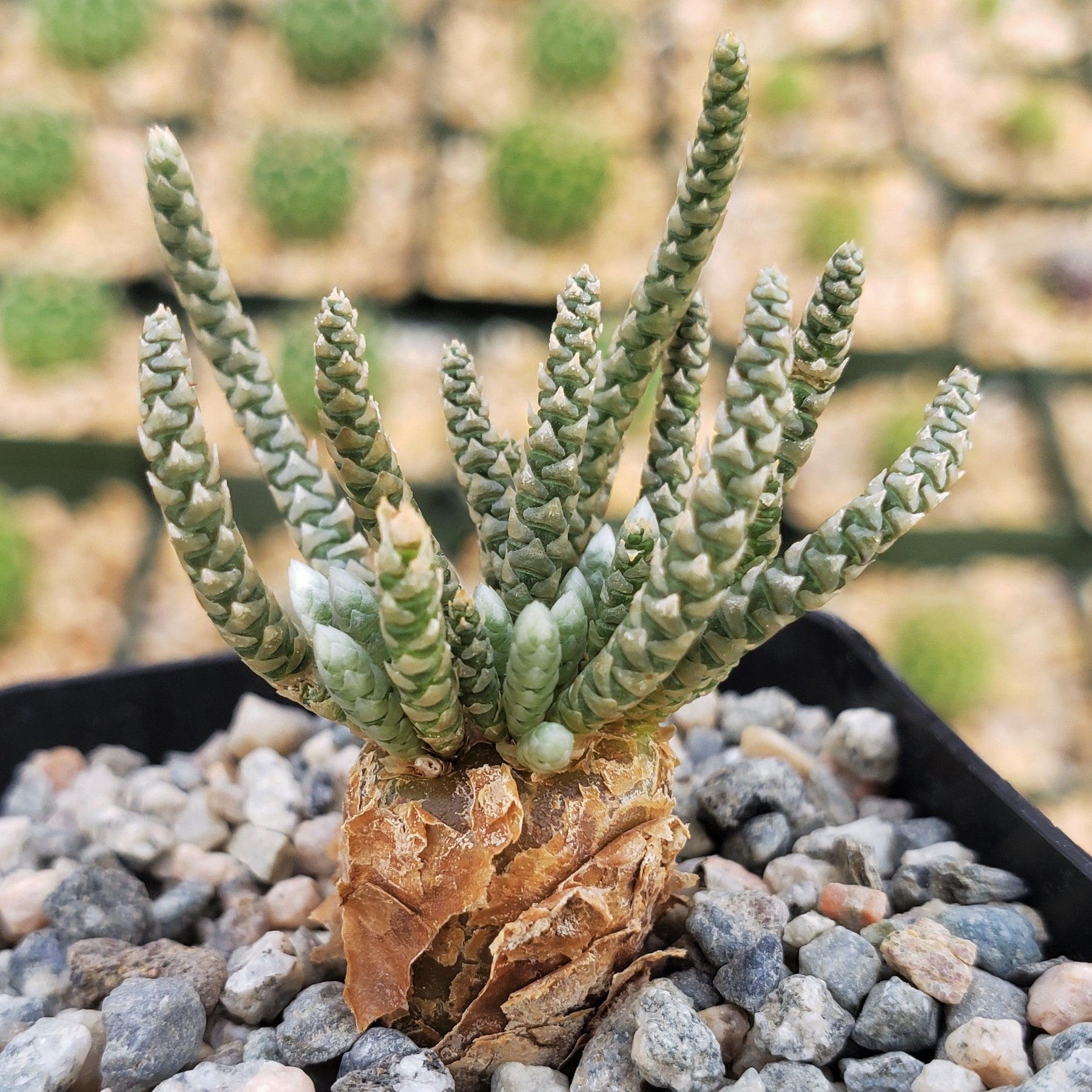 avonia succulent Shop For Avonia Quinaria Subs. Alstonii