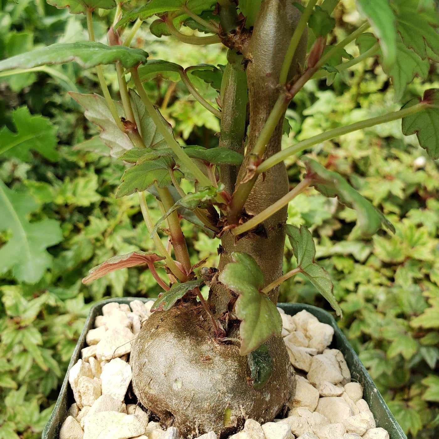 begonia bonsai tree Shop For Begonia dregei | Unique Flowering Succulent