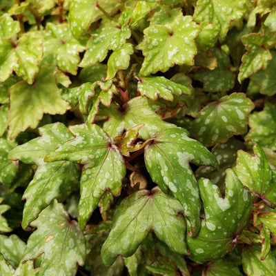 Begonia dregei