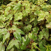 Begonia dregei