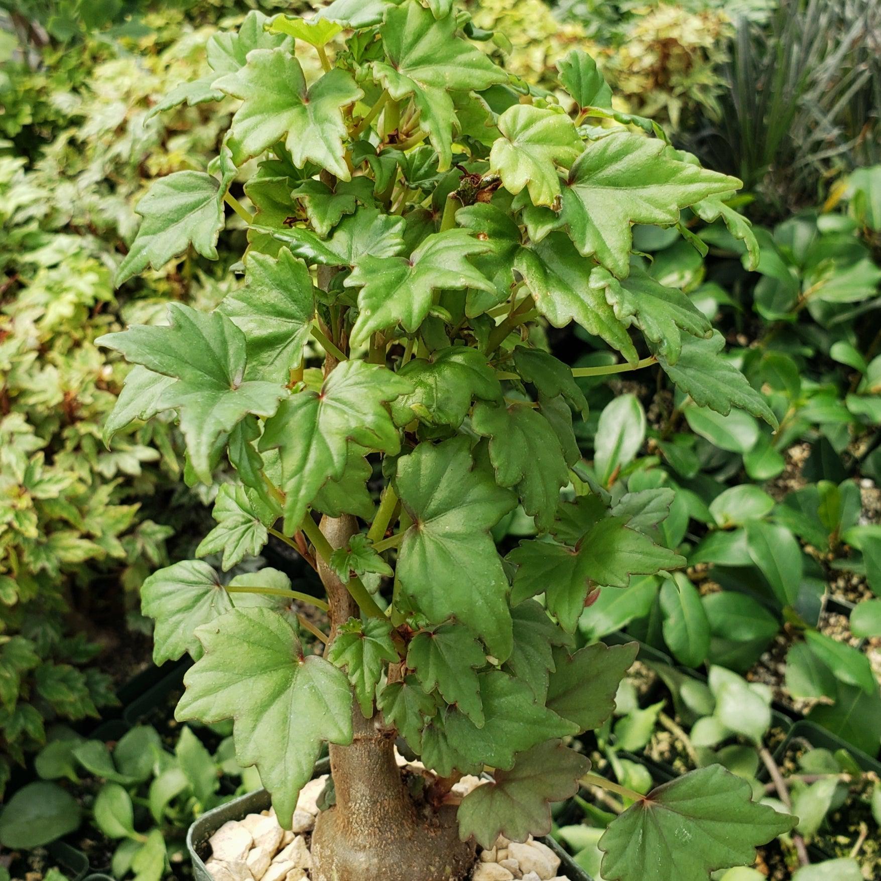 Begonia dregei