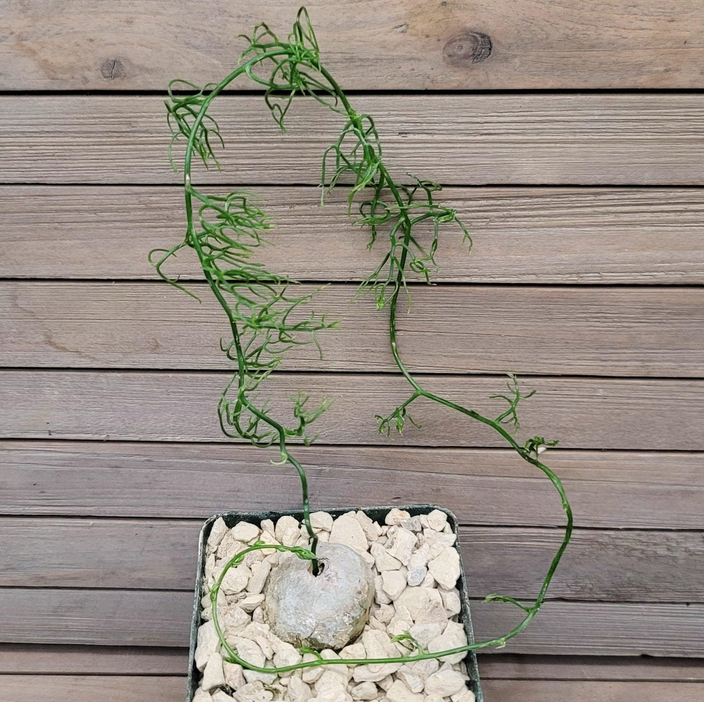 sea onion succulent Buy Bowiea Volubilis | Easy To Grow Succulent