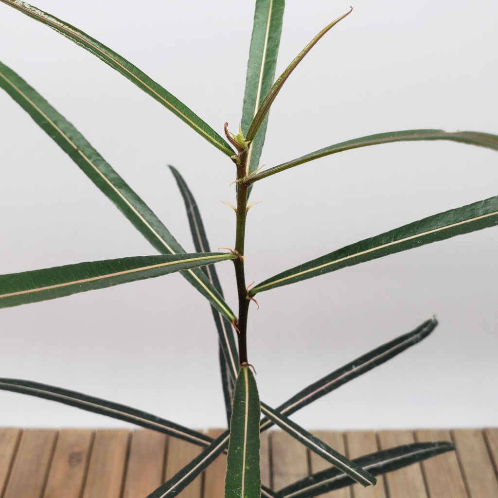 Queensland Bottle Tree &