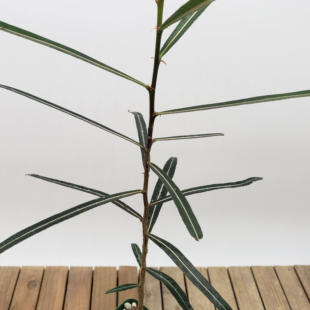 Queensland Bottle Tree &