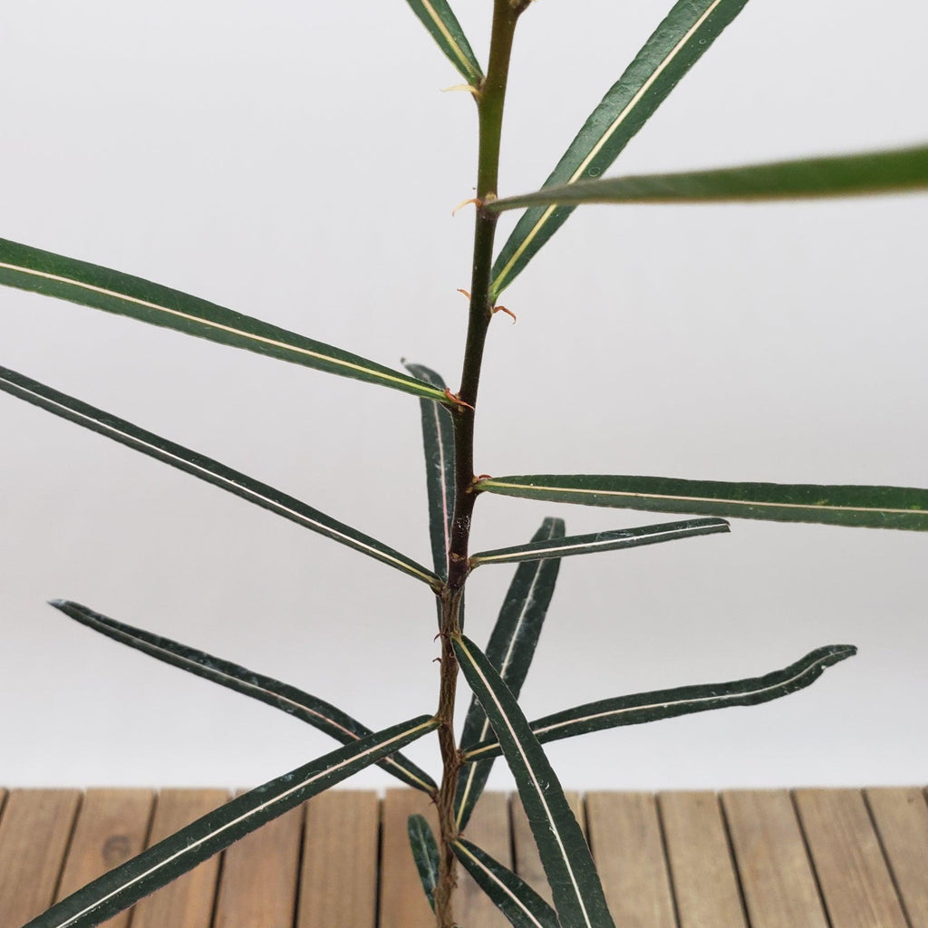 Queensland Bottle Tree &