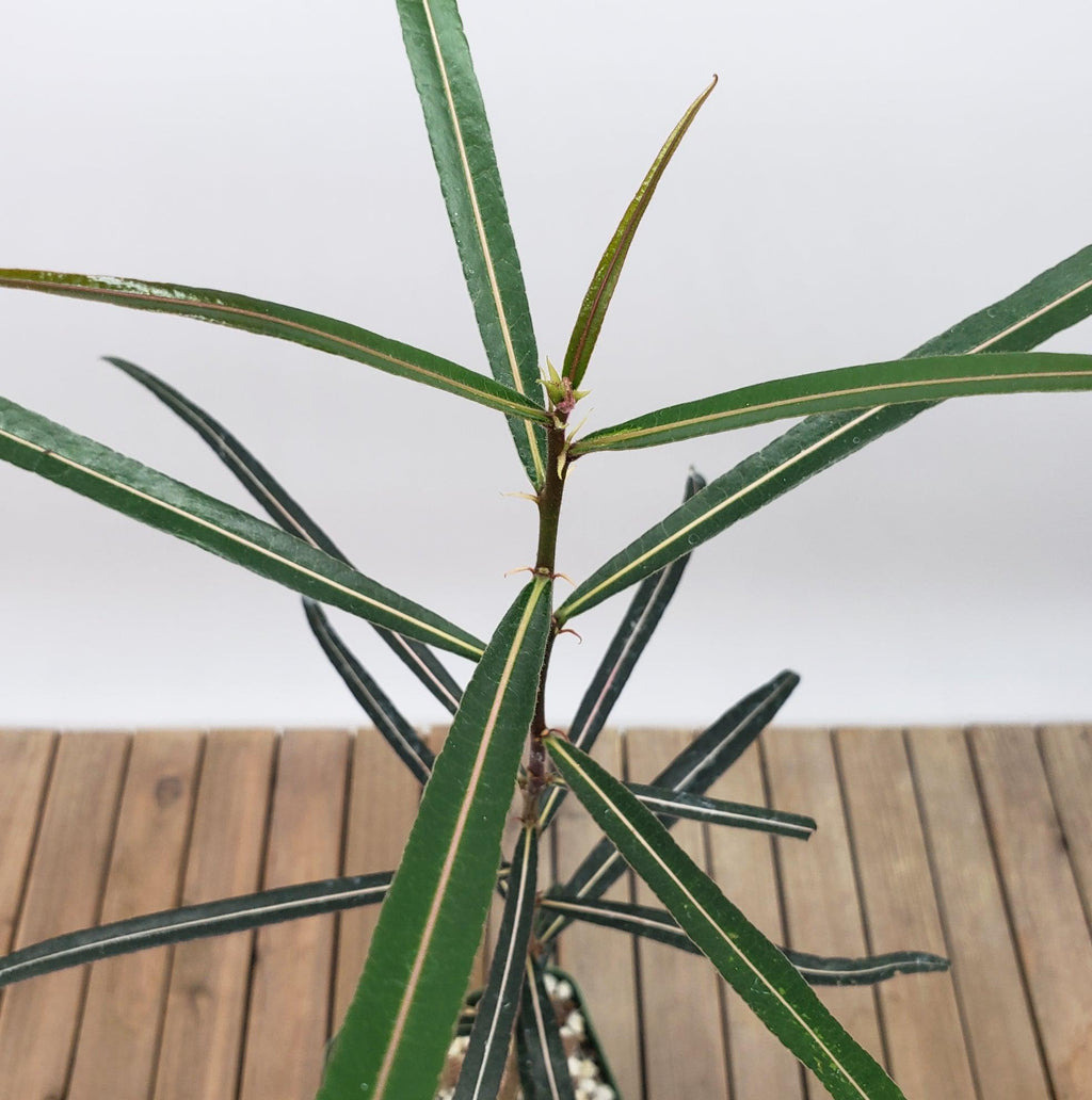 Queensland Bottle Tree &