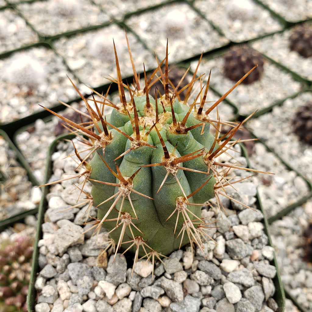 Azureocereus Browningia hertlingiana