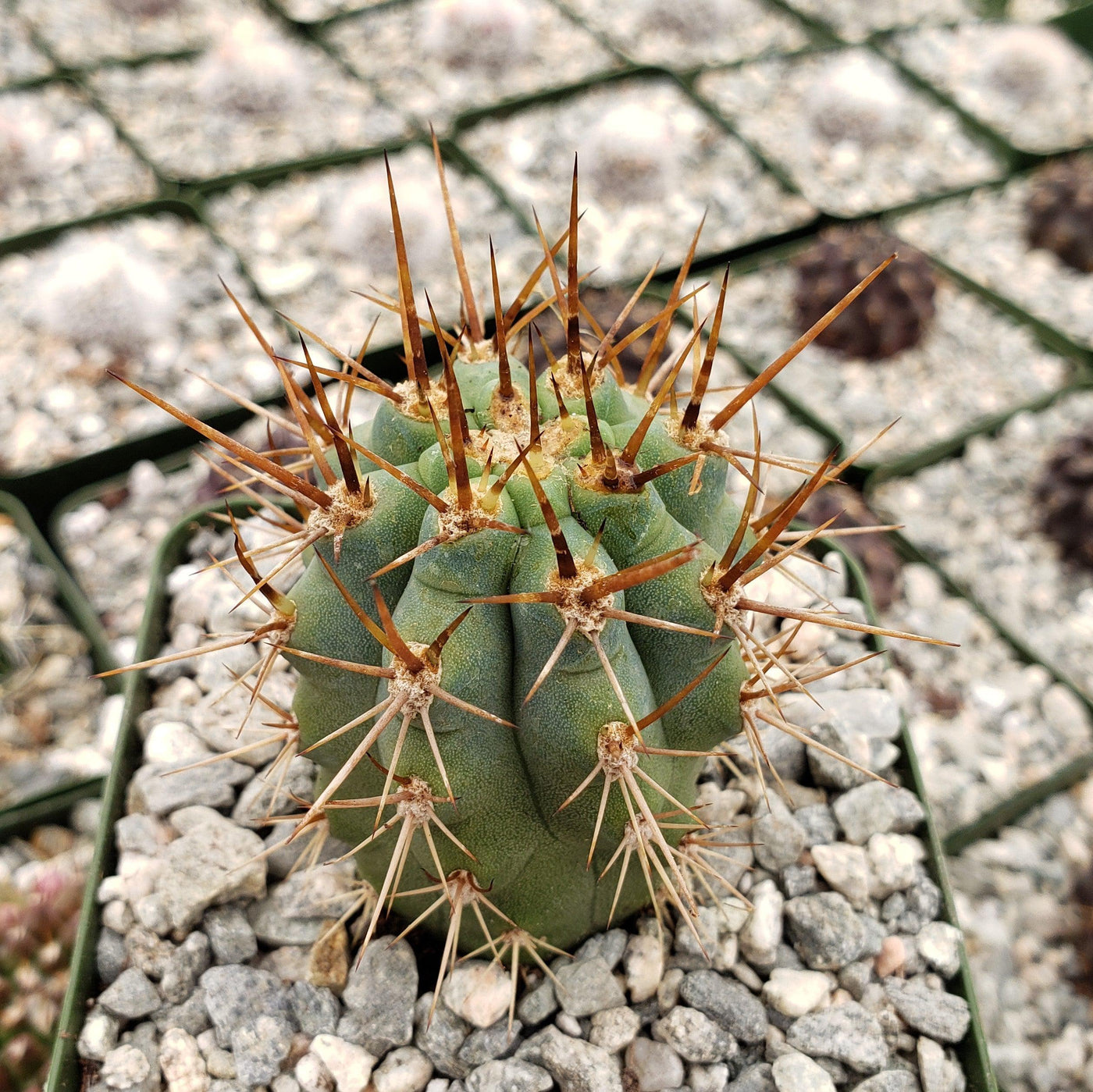 Browningia hertlingiana Live Cactus Growing in 4 Inch – Phoenix Rising Browningia hertlingiana Live Cactus Growing in 4 Inch – Phoenix Rising