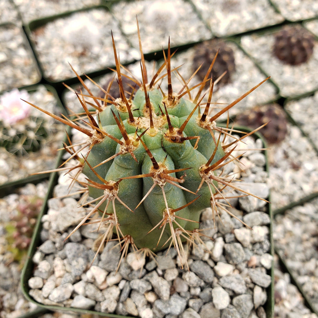 Azureocereus Browningia hertlingiana