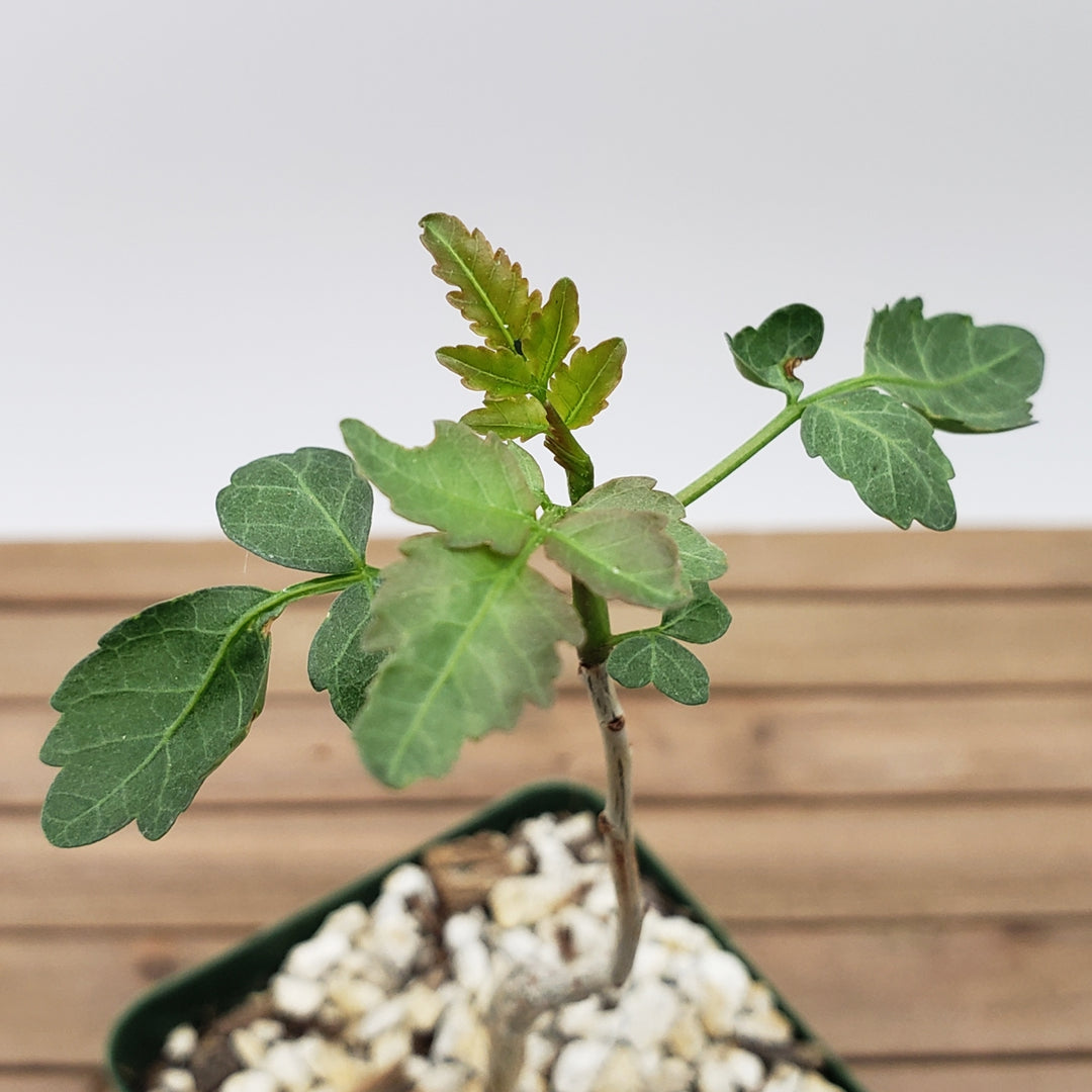 Buy Bursera fagaroides