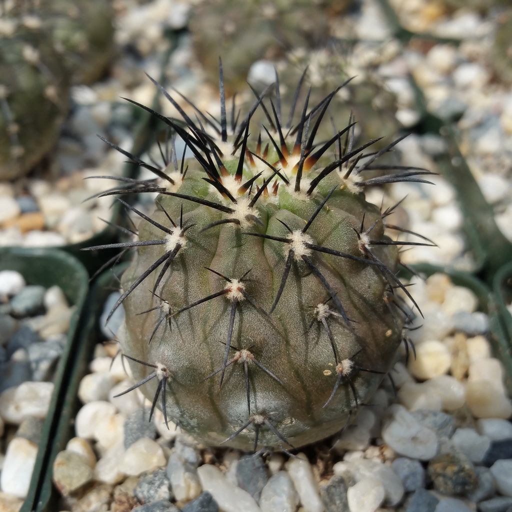 Copiapoa cinerea