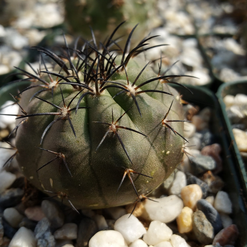 Copiapoa cinerea
