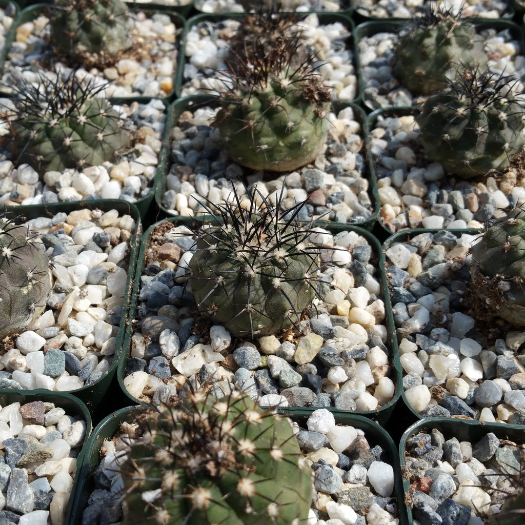 Copiapoa cinerea