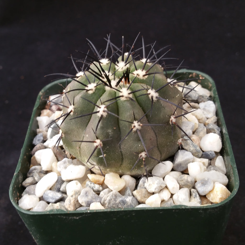 Copiapoa cinerea