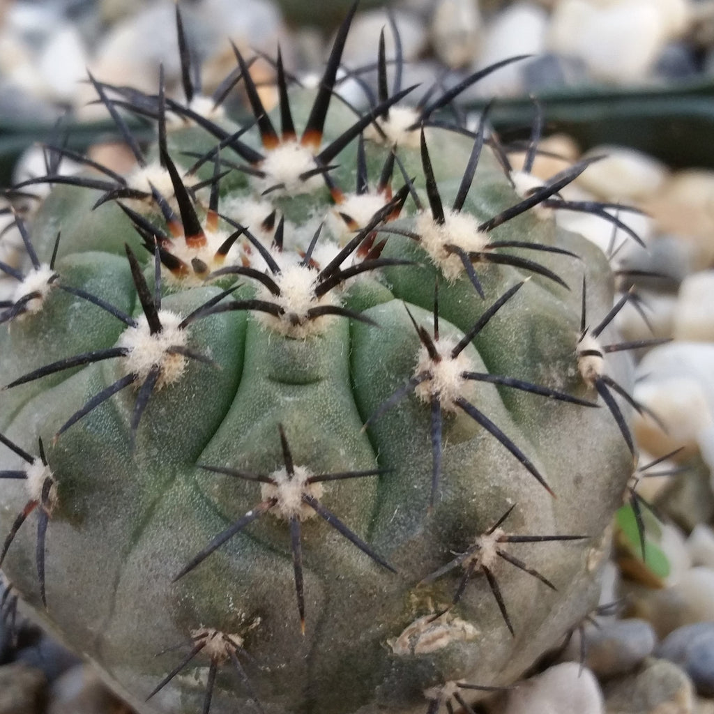 Copiapoa cinerea