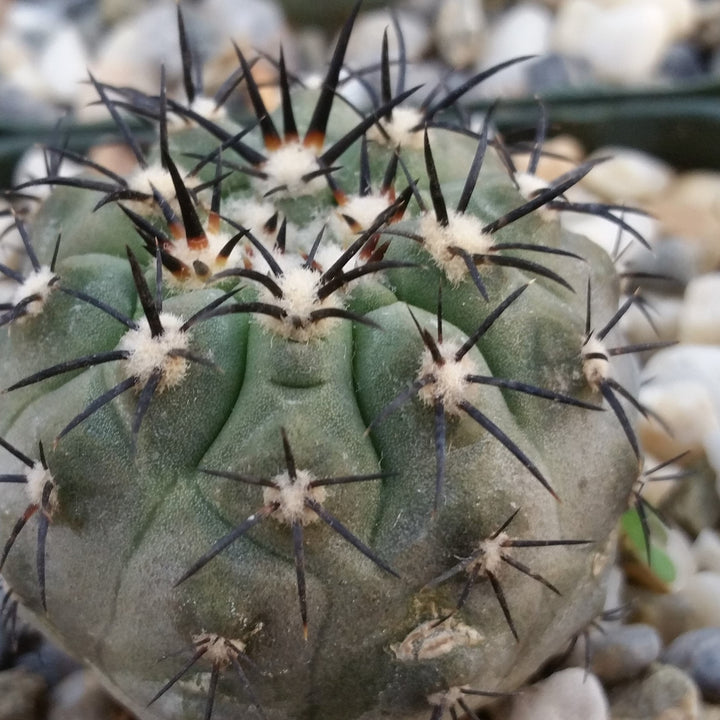 新品　COPIAPOA CINEREA  FlowerSeason 新品 COPIAPOA CINEREA FlowerSeason 【公式通販】