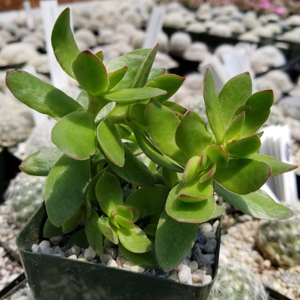 Crassula platyphylla &