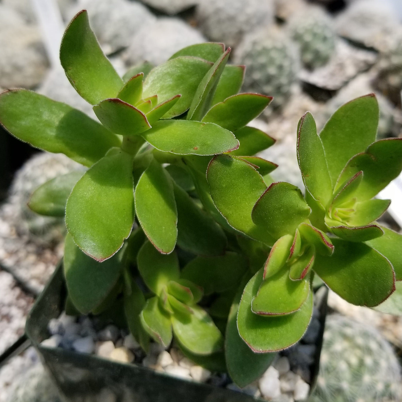 crassula platyphylla succulent Crassula platyphylla 'Burgundy' Info