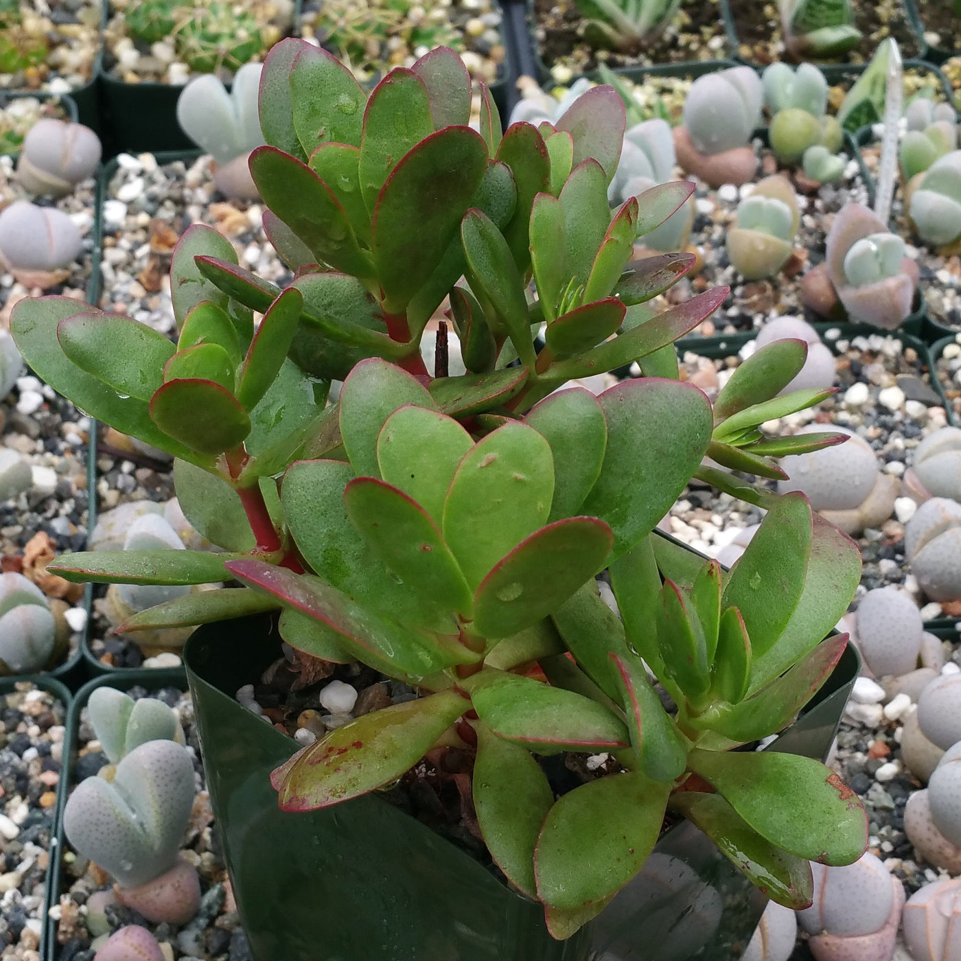 platyphylla succulent Crassula platyphylla 'Burgundy'