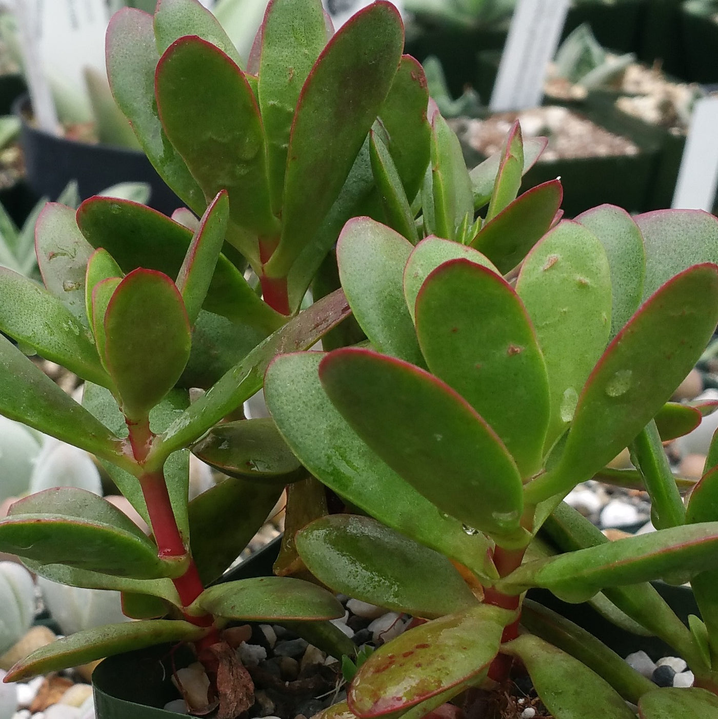 burgundy succulent plant Crassula platyphylla 'Burgundy' Info
