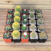 Cactus 2-Inch Variety (25-Pack)