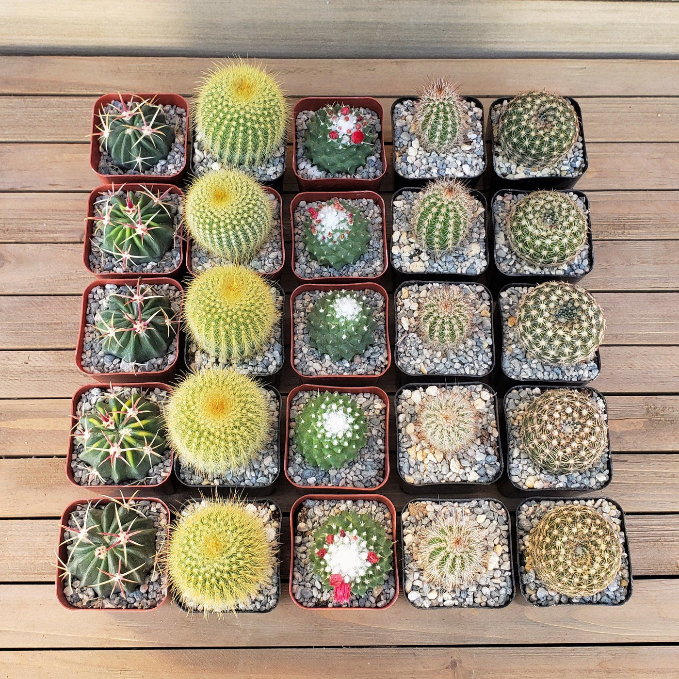types of small cactus plants Cactus 2-Inch Variety (25-Pack) – Planet Desert