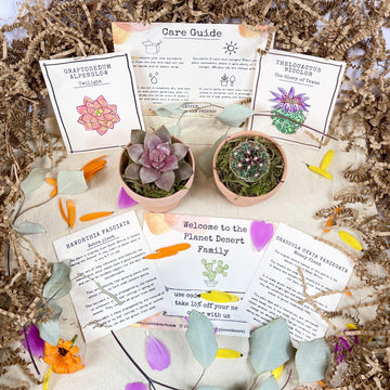 succulents care instructions 1 Succulent 1 Cactus Growing Kit Gift Box – Planet Desert