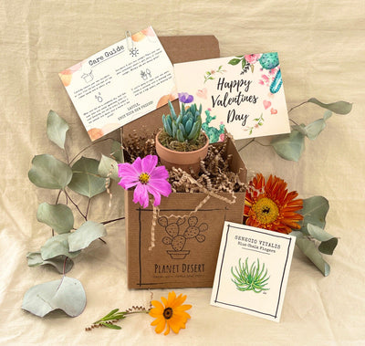 Valentines Day Succulent Growing Kit Gift Box