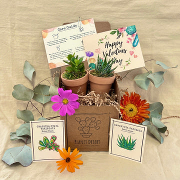 2 Succulents Growing Kit Gift Box