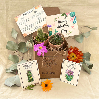 Valentines Day Cacti Growing Kit Gift Box