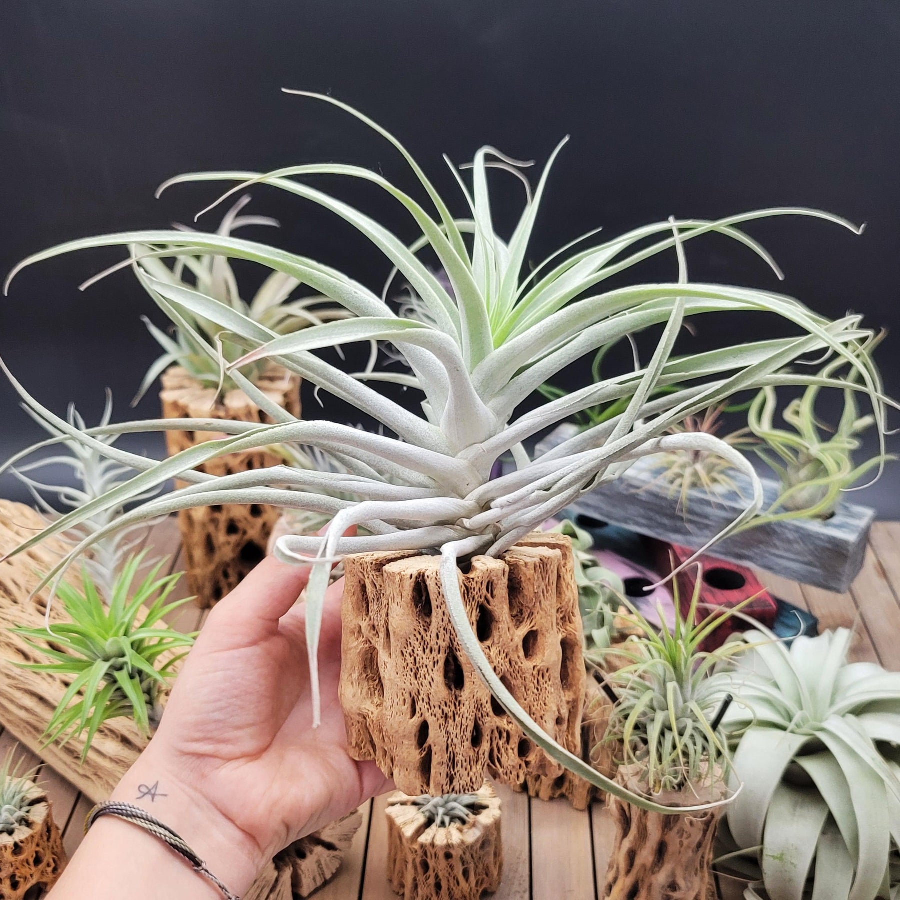 big air plants Tillandsia Cacticola large