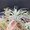 Tillandsia Cacticola large