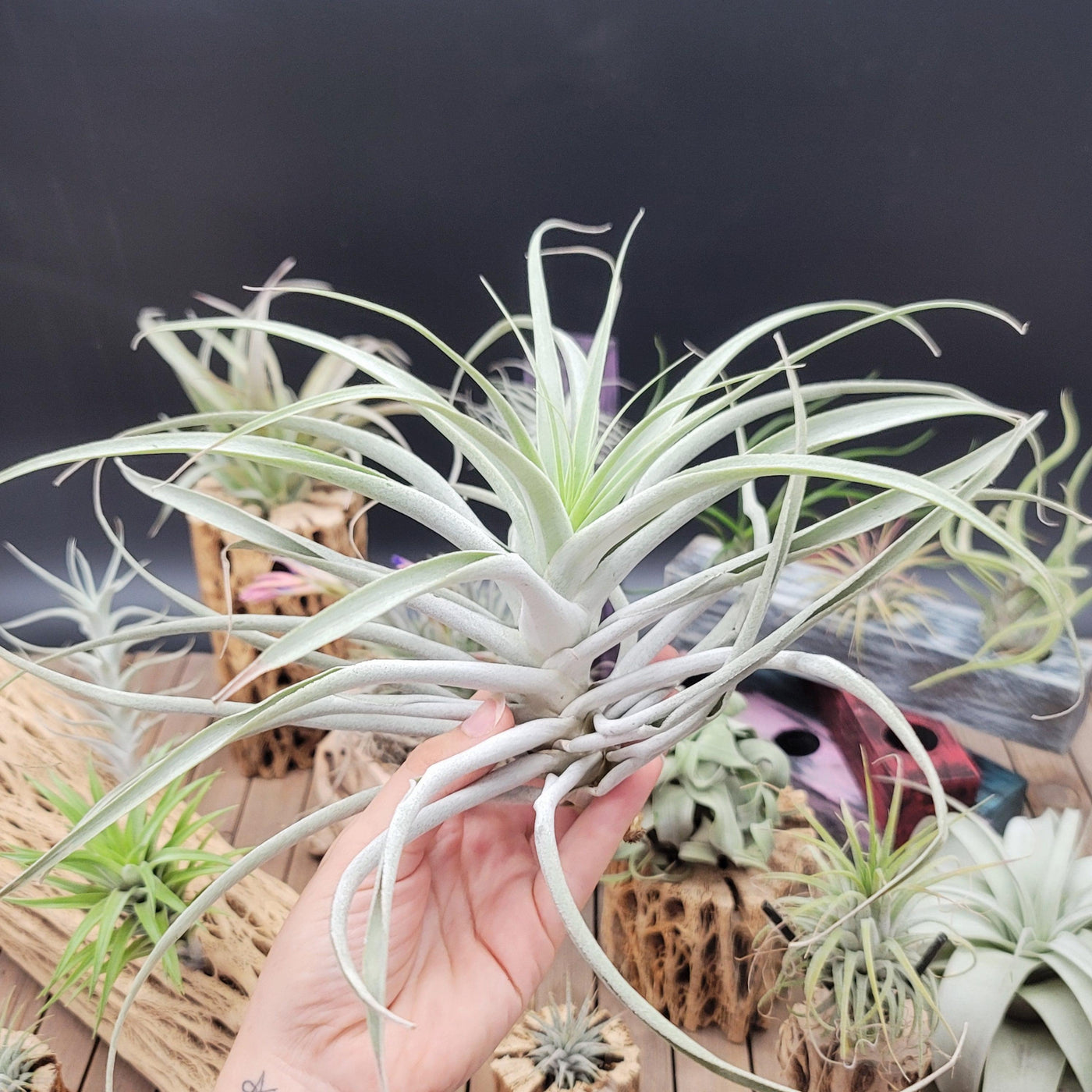 cacticola air plant Shop For Tillandsia Cacticola Air Plant Online