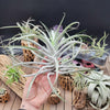 Tillandsia Cacticola large