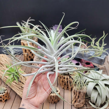 air plant large Tillandsia Cacticola large