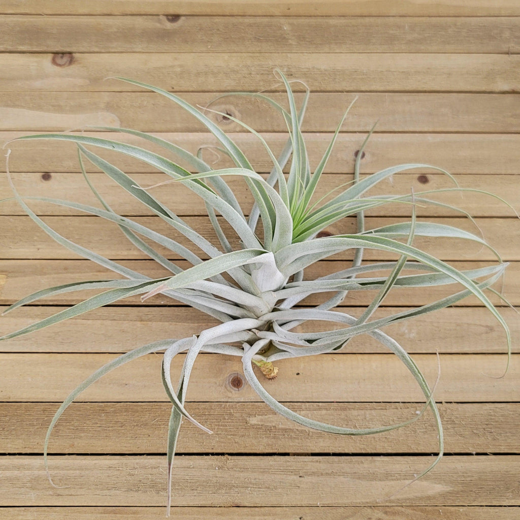 Tillandsia Cacticola large