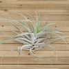 Tillandsia Cacticola large