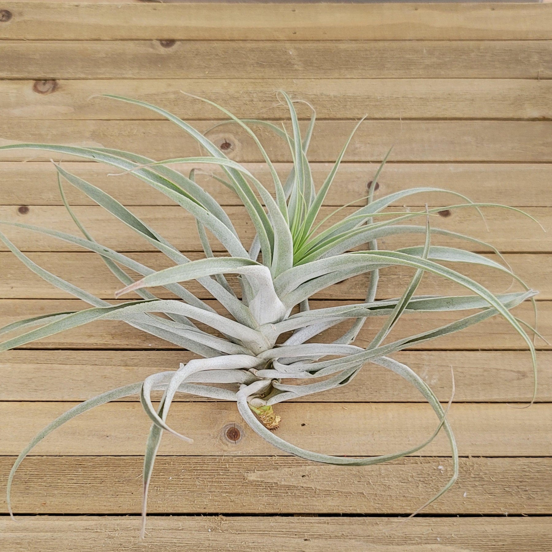 cacticola air plant Tillandsia Cacticola large