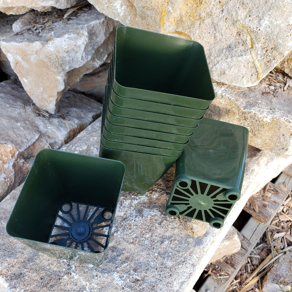 10- 3.5 inch cactus plastic pots - Planet Desert