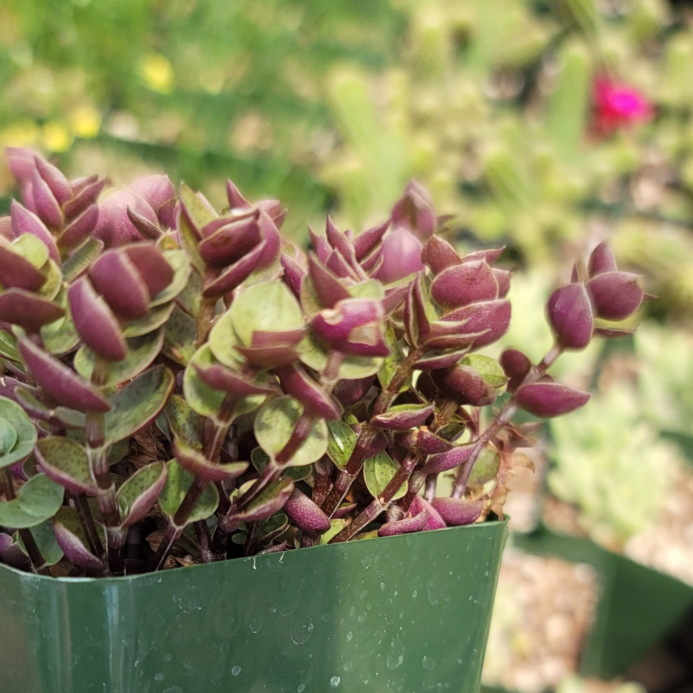 Buy 'Creeping Inch Plant - Callisia repens Gold' Care and Info | Planet ...