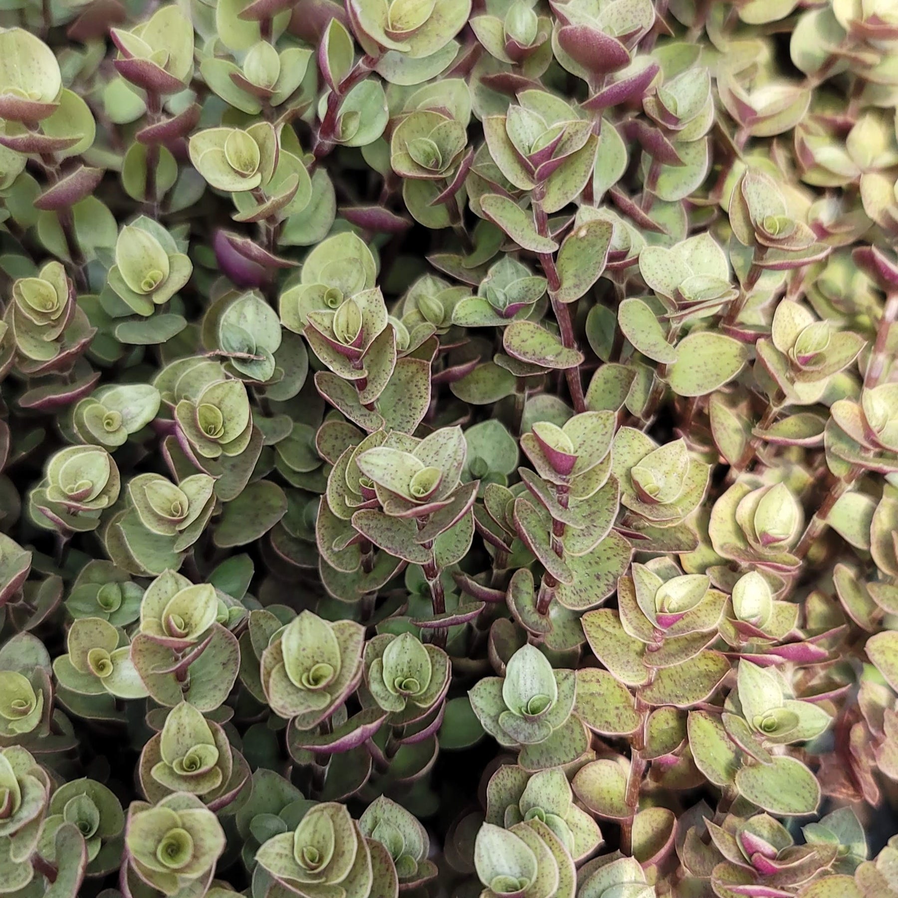 Buy 'Creeping Inch Plant - Callisia repens Gold' Care and Info | Planet ...