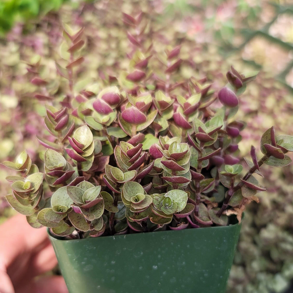 Creeping Inch Plant - Callisia repens Gold (Turtle Vine)