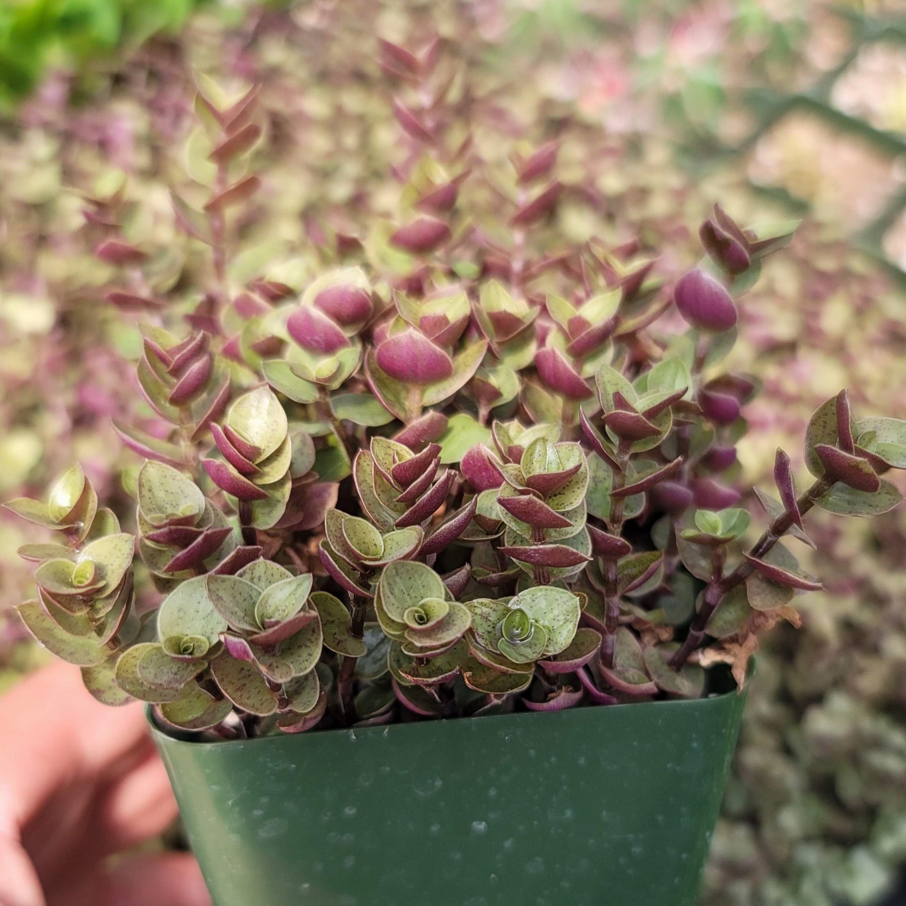 Buy 'Creeping Inch Plant - Callisia repens Gold' Care and Info | Planet ...