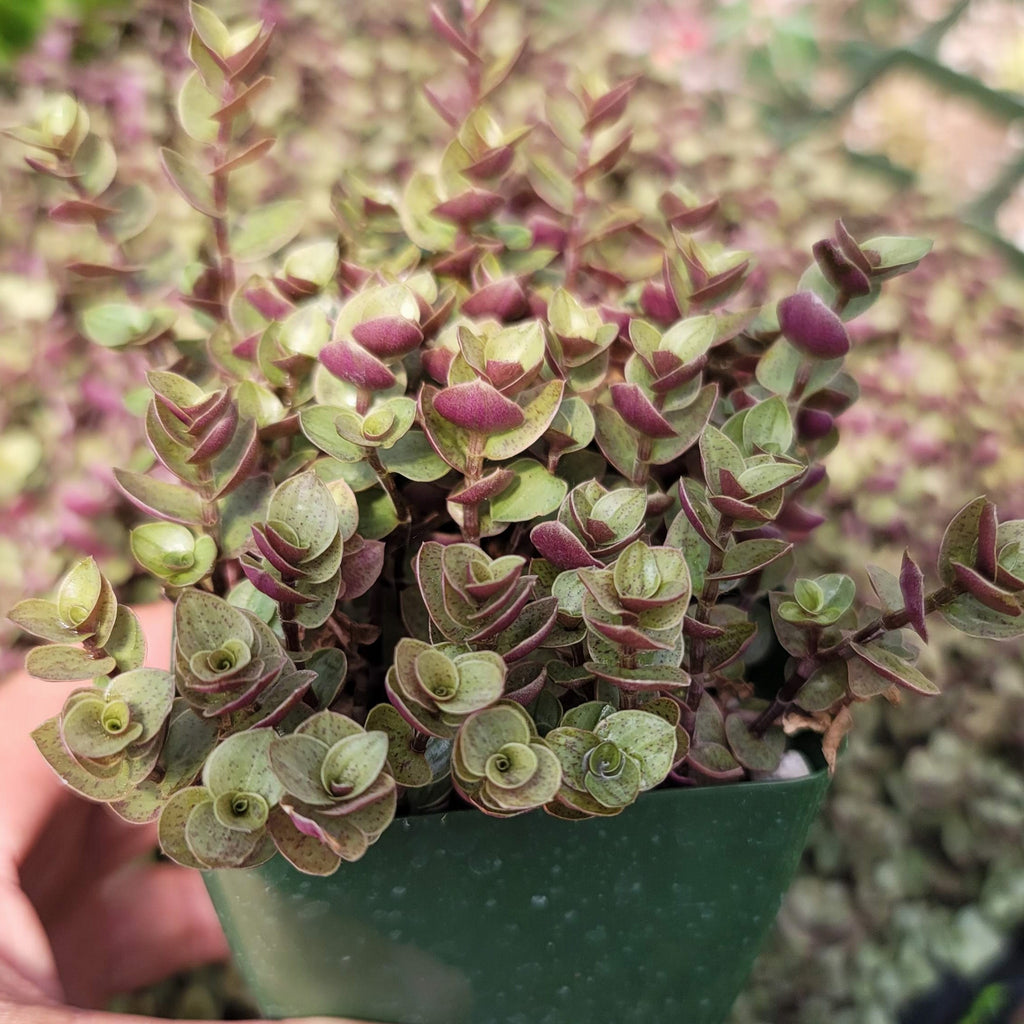 Creeping Inch Plant - Callisia repens Gold (Turtle Vine)